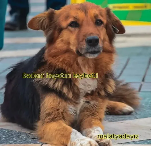 Malatya’nın Maskot Köpeği Badem Hayatını Kaybetti: Kent Yasta