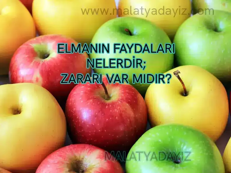 ELMANIN FAYDALARI NELERDİR; ELMANIN ZARARI VAR MIDIR?