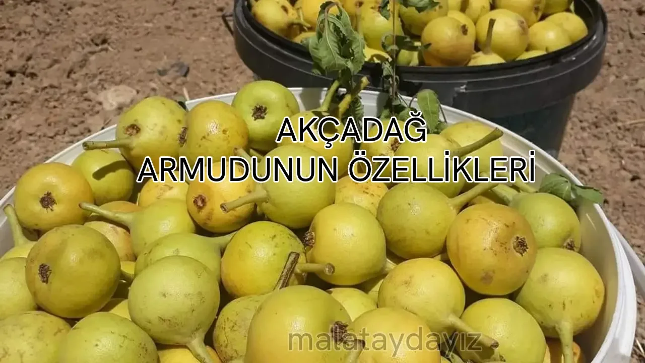 AKÇADAĞ ARMUDUNUN ÖZELLİKLERİ VE FAYDALARI NELERDİR